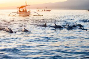 bali-dolphin-watching
